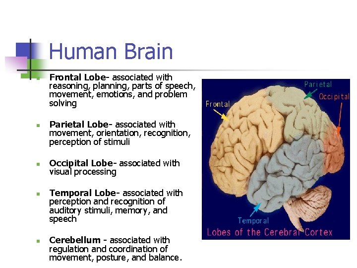 Human Brain n n Frontal Lobe- associated with reasoning, planning, parts of speech, movement,