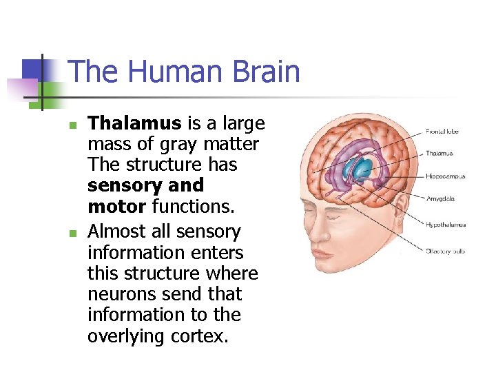 The Human Brain n n Thalamus is a large mass of gray matter The