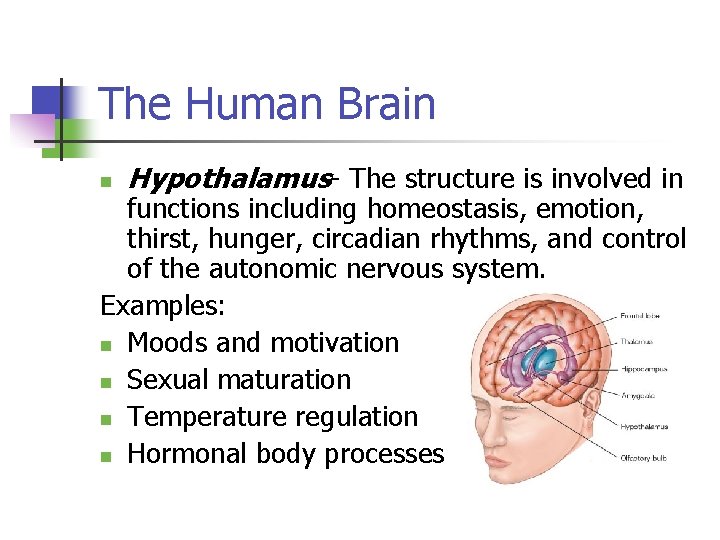 The Human Brain n Hypothalamus- The structure is involved in functions including homeostasis, emotion,