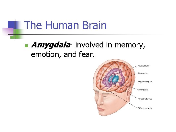 The Human Brain n Amygdala- involved in memory, emotion, and fear. 