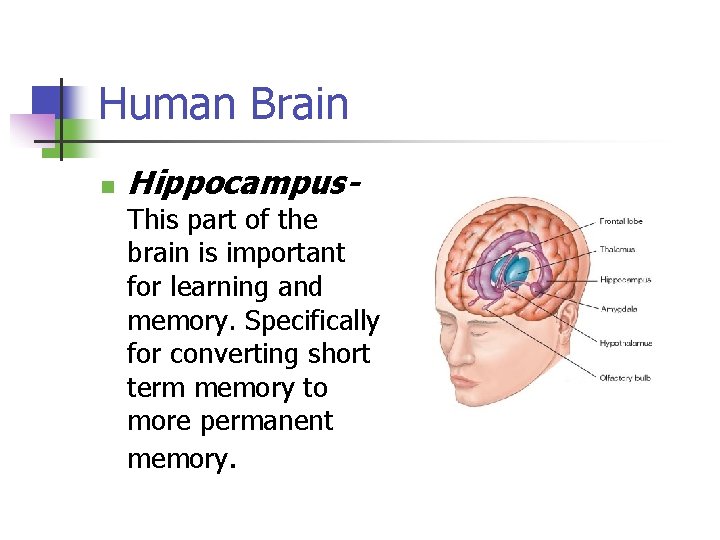 Human Brain n Hippocampus- This part of the brain is important for learning and