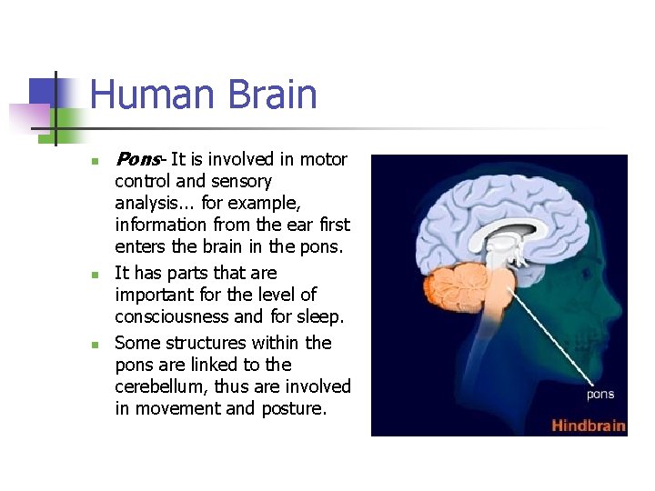Human Brain n Pons- It is involved in motor control and sensory analysis. .