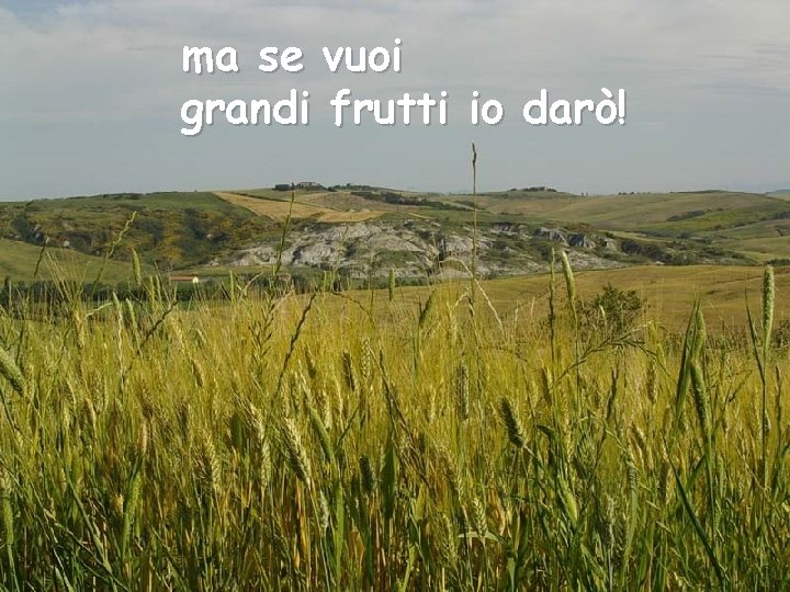 ma se vuoi grandi frutti io darò! 