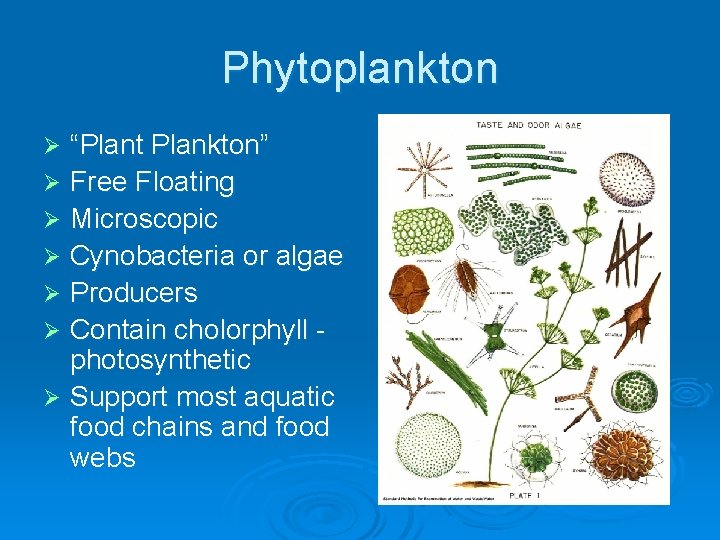 Phytoplankton “Plant Plankton” Ø Free Floating Ø Microscopic Ø Cynobacteria or algae Ø Producers