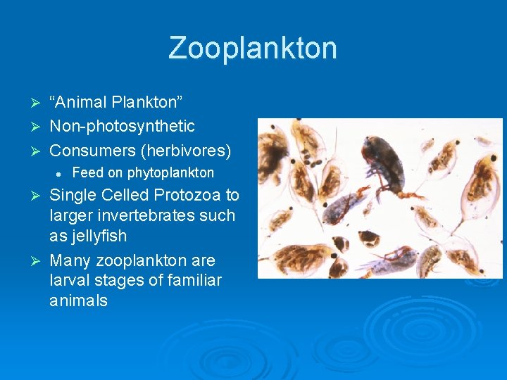 Zooplankton “Animal Plankton” Ø Non-photosynthetic Ø Consumers (herbivores) Ø l Feed on phytoplankton Single