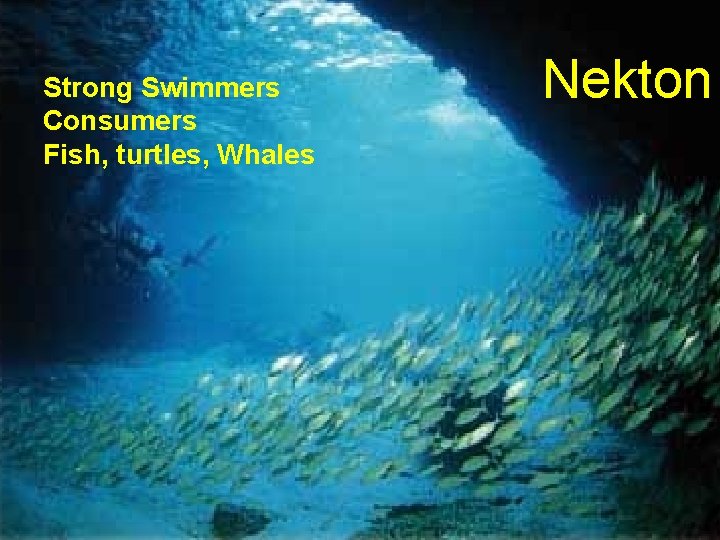 Strong Swimmers Consumers Fish, turtles, Whales Nekton 