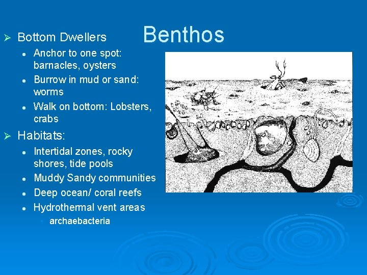 Ø Bottom Dwellers l l l Ø Benthos Anchor to one spot: barnacles, oysters