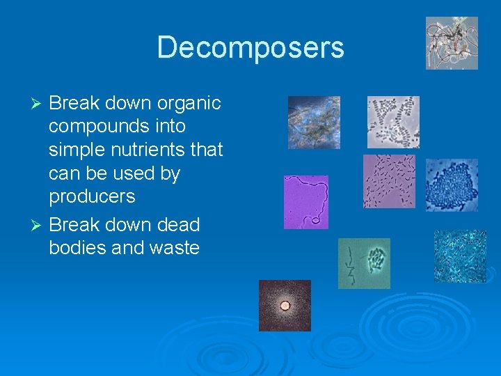 Decomposers Break down organic compounds into simple nutrients that can be used by producers