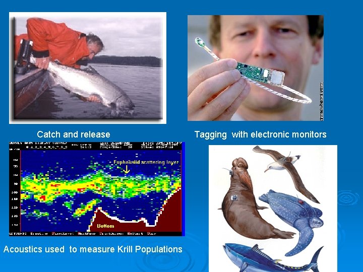 Catch and release Acoustics used to measure Krill Populations Tagging with electronic monitors 