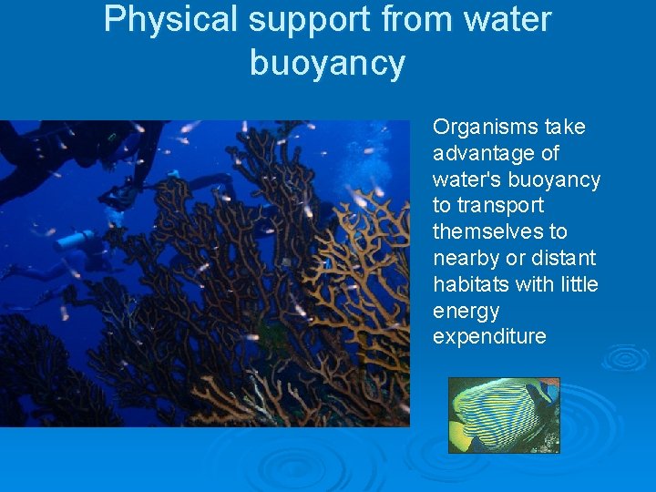 Physical support from water buoyancy Organisms take advantage of water's buoyancy to transport themselves