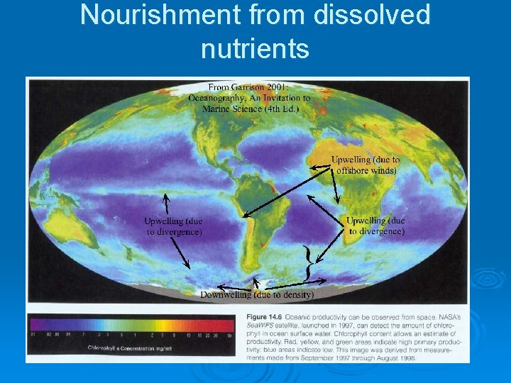 Nourishment from dissolved nutrients 