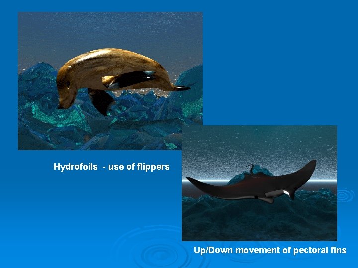 Hydrofoils - use of flippers Up/Down movement of pectoral fins 
