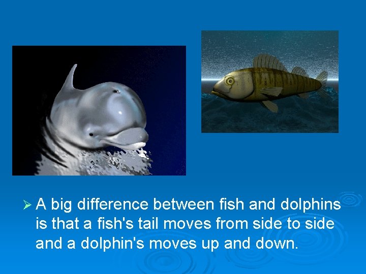 Ø A big difference between fish and dolphins is that a fish's tail moves