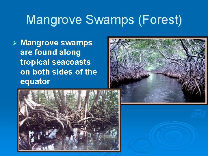 Mangrove Swamps (Forest) Ø Mangrove swamps are found along tropical seacoasts on both sides