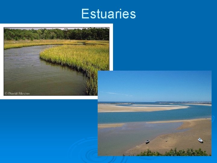 Estuaries 