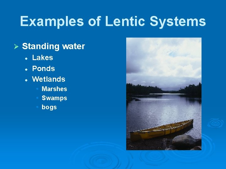 Examples of Lentic Systems Ø Standing water l l l Lakes Ponds Wetlands •