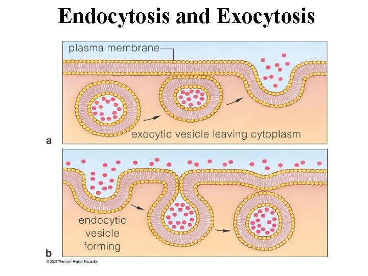 Endocytosis and Exocytosis 
