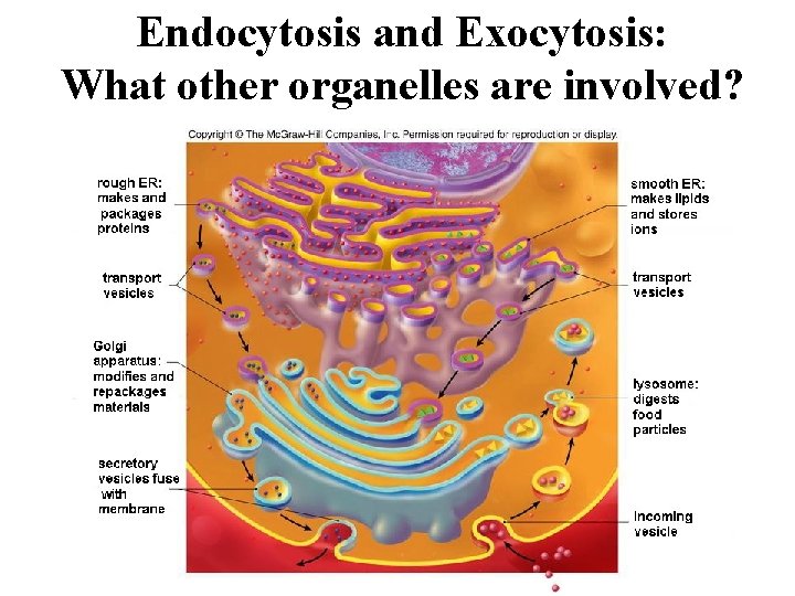 Endocytosis and Exocytosis: What other organelles are involved? 