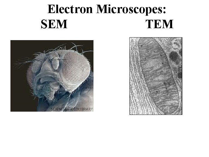 Electron Microscopes: SEM TEM 