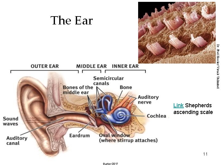 The Ear Dr. Fred Hossler/ Visuals Unlimited Link Shepherds ascending scale 11 Garber 2017