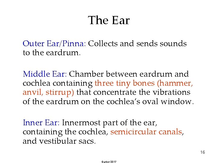 The Ear Outer Ear/Pinna: Collects and sends sounds to the eardrum. Middle Ear: Chamber