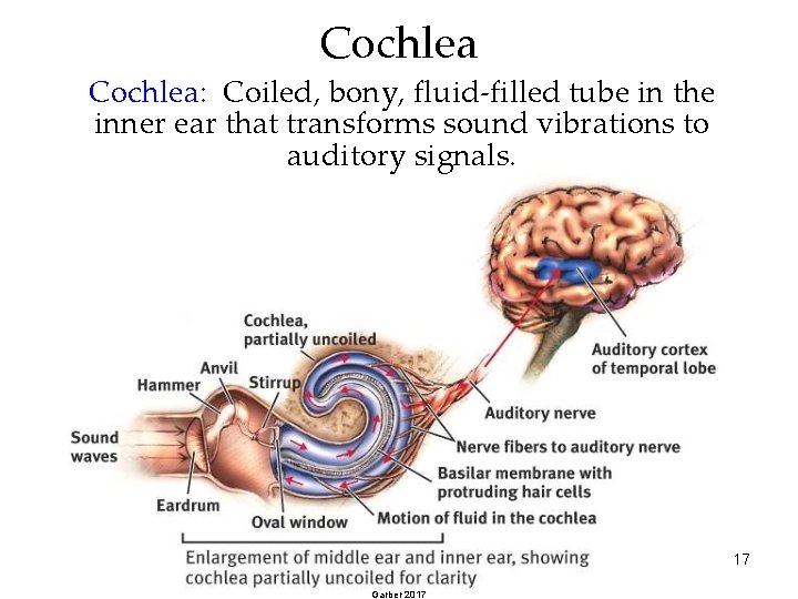 Cochlea: Coiled, bony, fluid-filled tube in the inner ear that transforms sound vibrations to