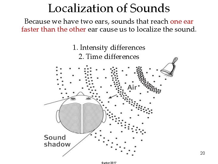 Localization of Sounds Because we have two ears, sounds that reach one ear faster
