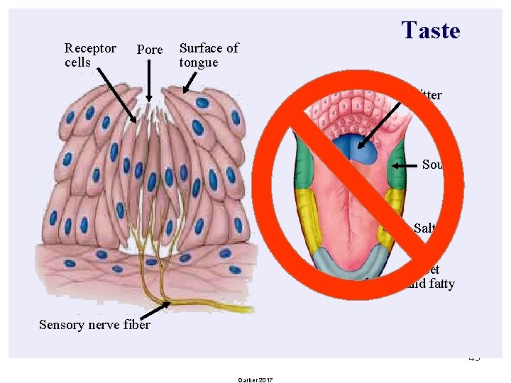 Receptor cells Pore Surface of tongue Taste Bitter Sour Salty Sweet and fatty Sensory