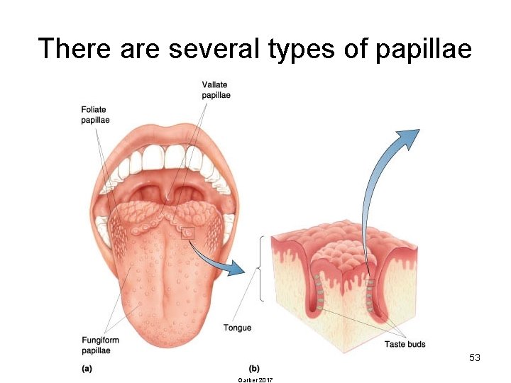 There are several types of papillae 53 Garber 2017 