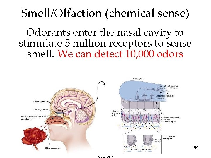 Smell/Olfaction (chemical sense) Odorants enter the nasal cavity to stimulate 5 million receptors to