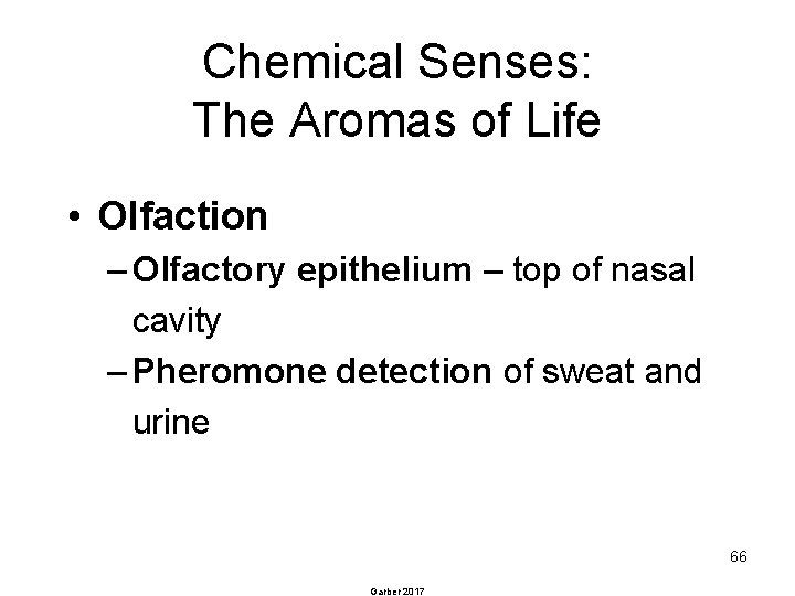 Chemical Senses: The Aromas of Life • Olfaction – Olfactory epithelium – top of