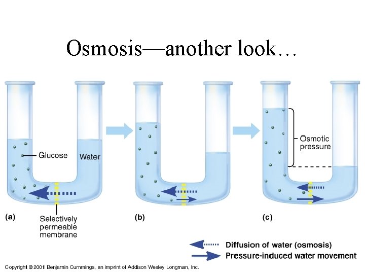 Osmosis—another look… 