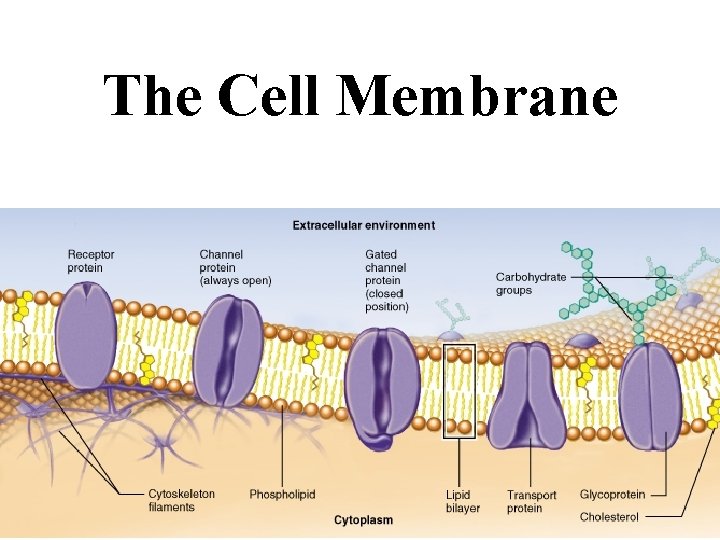 The Cell Membrane 