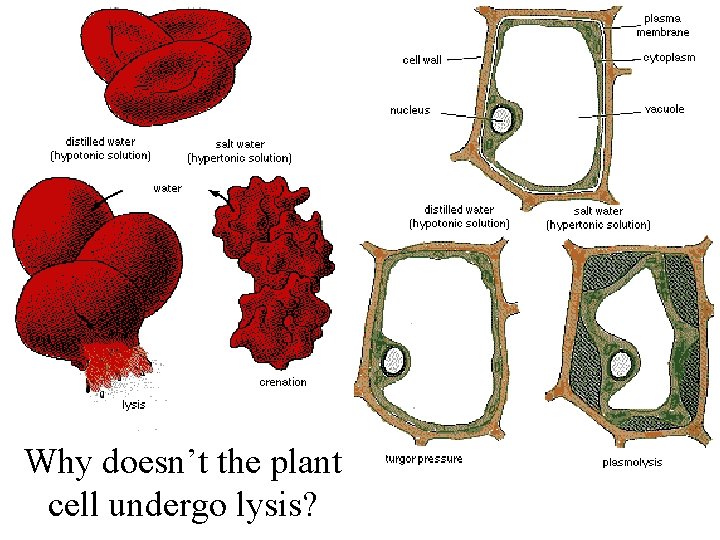 Why doesn’t the plant cell undergo lysis? 