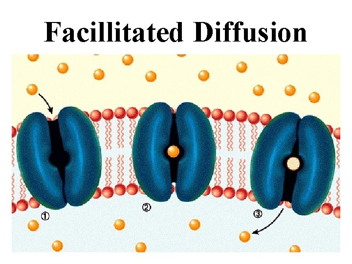 Facillitated Diffusion 