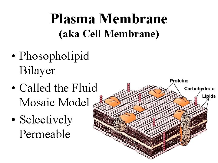 Plasma Membrane (aka Cell Membrane) • Phosopholipid Bilayer • Called the Fluid Mosaic Model