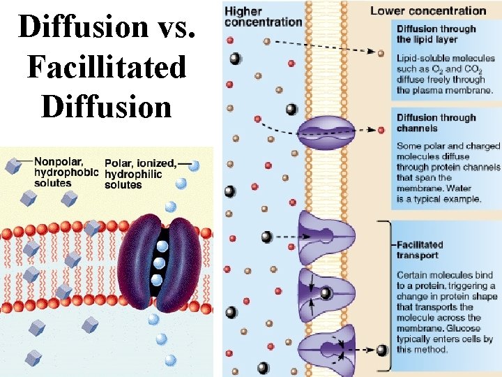 Diffusion vs. Facillitated Diffusion 
