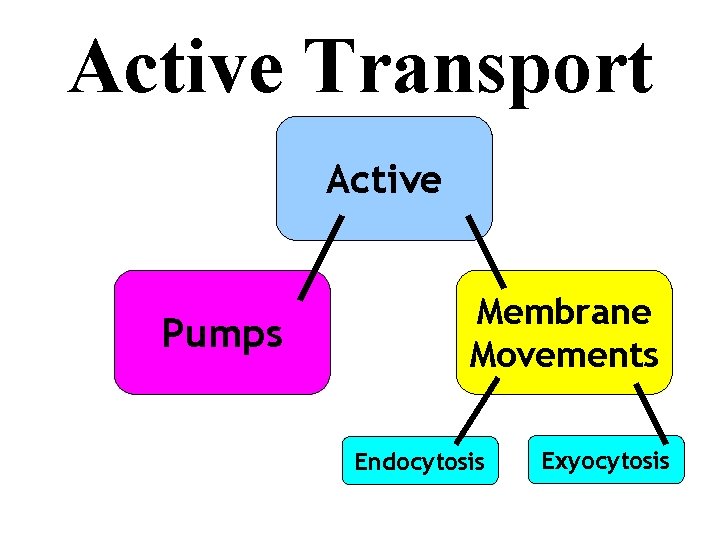 Active Transport Active Pumps Membrane Movements Endocytosis Exyocytosis 