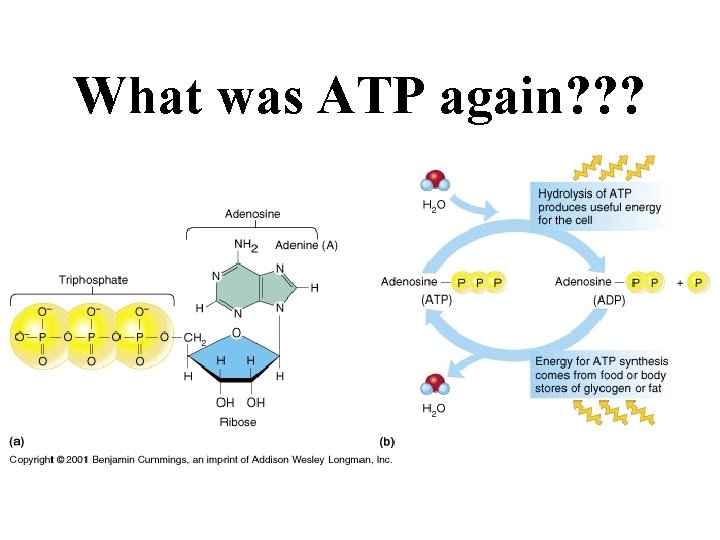 What was ATP again? ? ? 