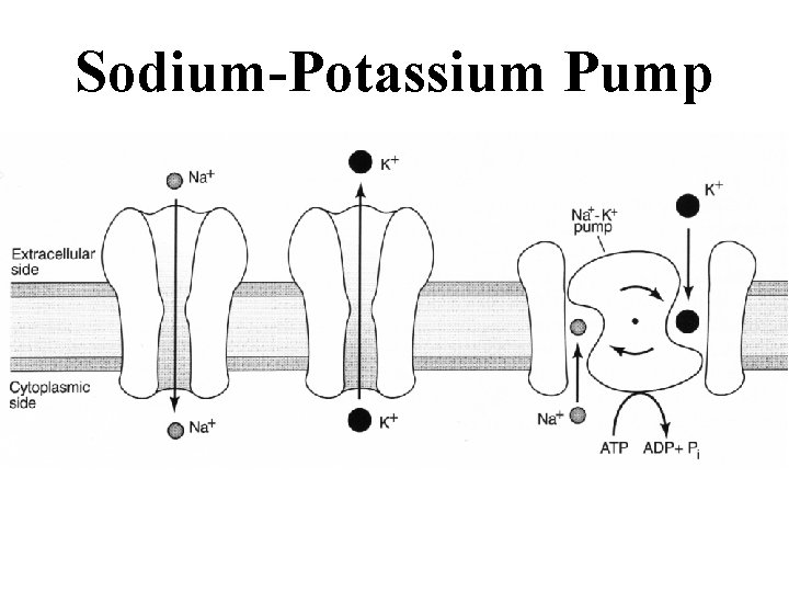 Sodium-Potassium Pump 