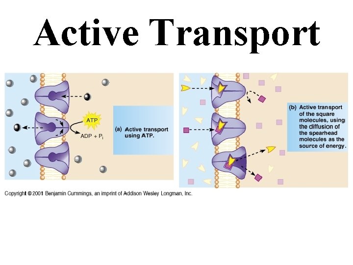 Active Transport 