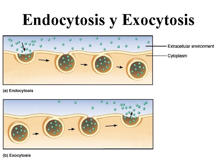 Endocytosis y Exocytosis 