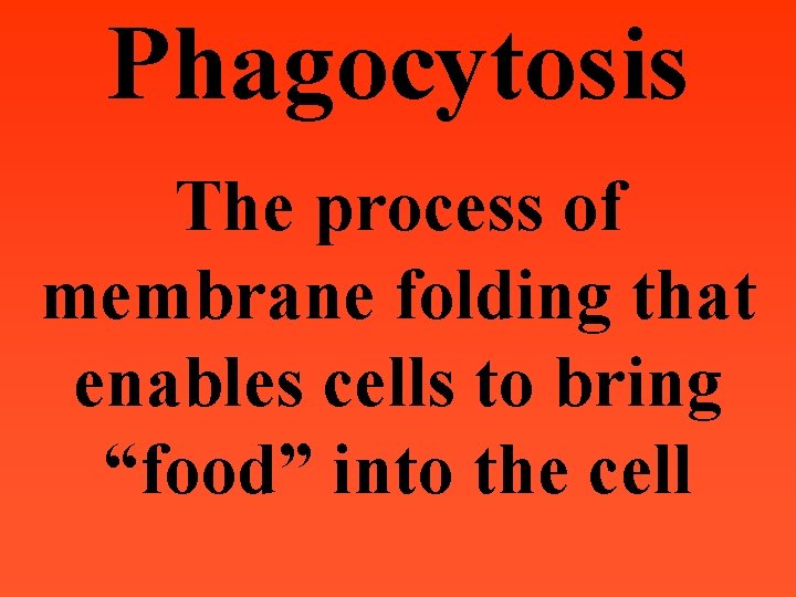 Phagocytosis The process of membrane folding that enables cells to bring “food” into the