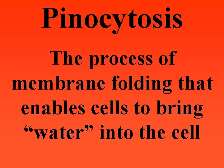Pinocytosis The process of membrane folding that enables cells to bring “water” into the