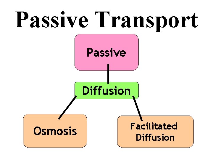 Passive Transport Passive Diffusion Osmosis Facilitated Diffusion 