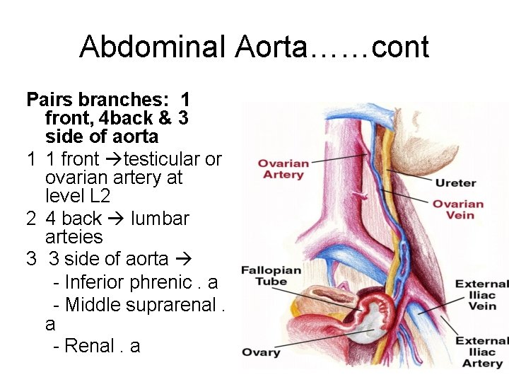 Abdominal Aorta……cont Pairs branches: 1 front, 4 back & 3 side of aorta 1