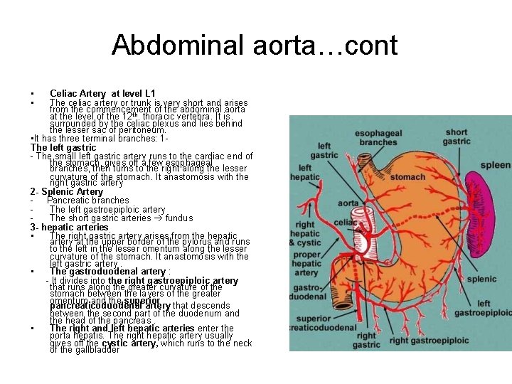 Abdominal aorta…cont • • Celiac Artery at level L 1 The celiac artery or
