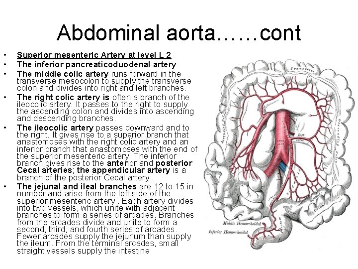 Abdominal aorta……cont • • • Superior mesenteric Artery at level L 2 The inferior