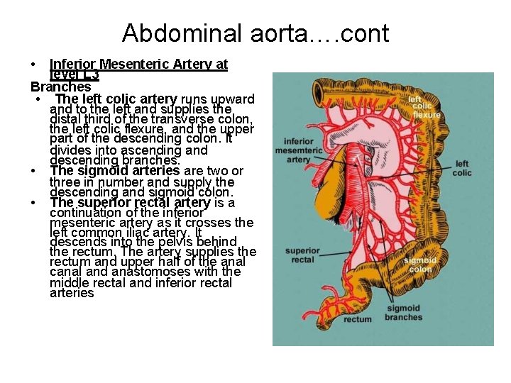 Abdominal aorta…. cont • Inferior Mesenteric Artery at level L 3 Branches • The