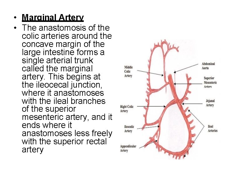  • Marginal Artery • The anastomosis of the colic arteries around the concave